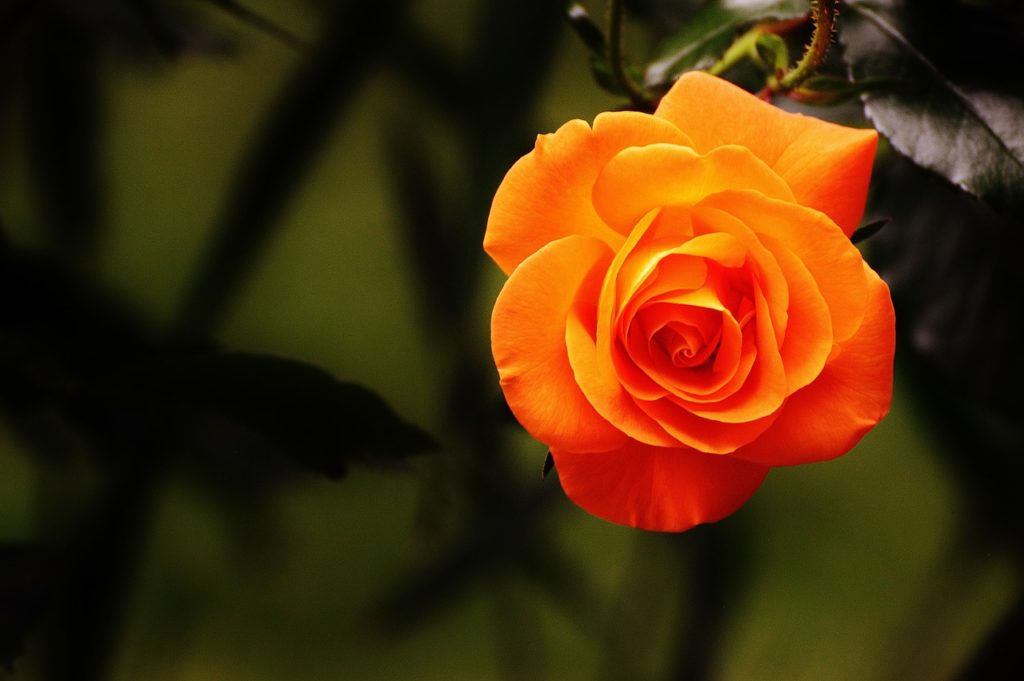 Significado de las rosas naranjas