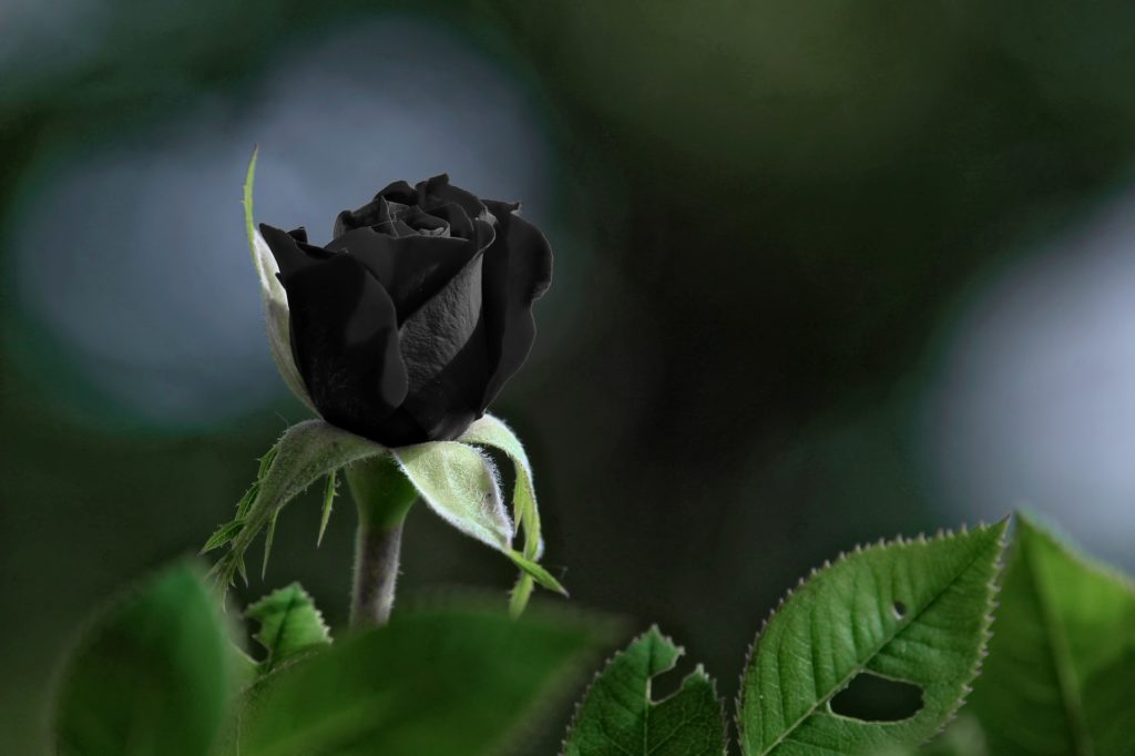 Significado de las rosas negras