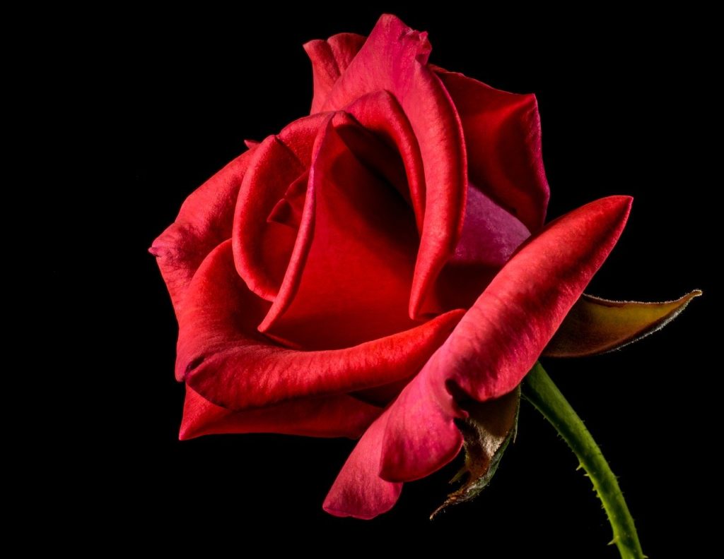 Significado de las rosas rojas